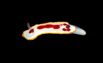 Goniobranchus_splendidus: fish use the yellow rim to identify the danger. Photo: Anne Winters Goniobranchus_splendidus: fish use the yellow rim to identify the danger. Photo: Anne Winters